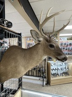 8 Point Whitetail Deer Shoulder Taxidermy Mount