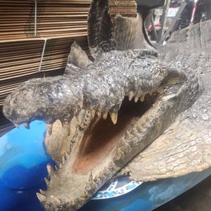 Alligator Rug Taxidermy Mount