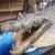 Alligator Rug Taxidermy Mount